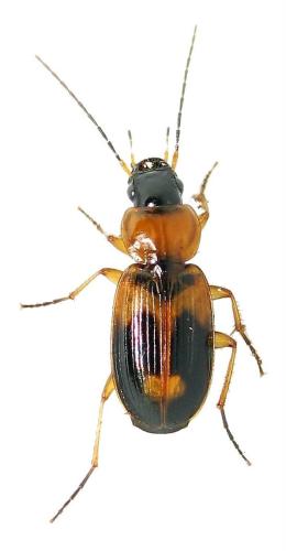 Badister bullatus